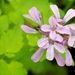 Cardamine chelidonia - Photo (c) hromada, some rights reserved (CC BY-NC), uploaded by hromada