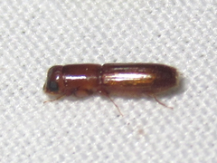 Euplatypus compositus