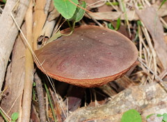 Boletus barragensis