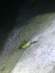 Zhangixalus prasinatus