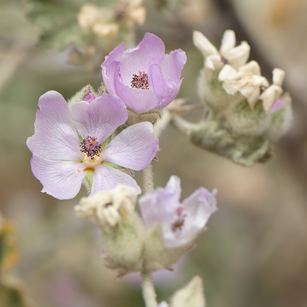 unfurled bushmallow