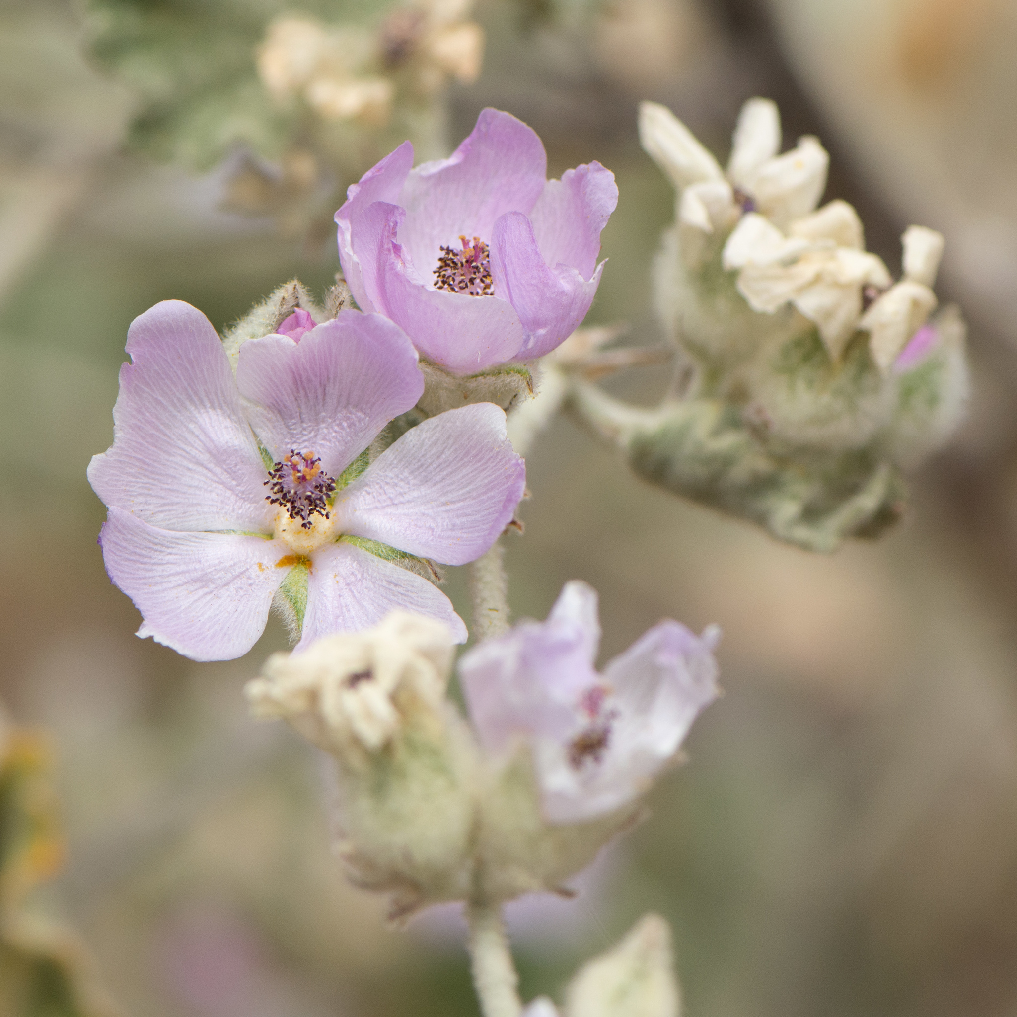Malacothamnus fremontii