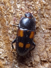 Ipidia binotata