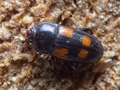 Ipidia binotata
