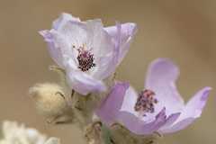 Malacothamnus fremontii