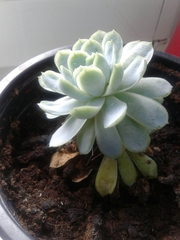 Echeveria elegans