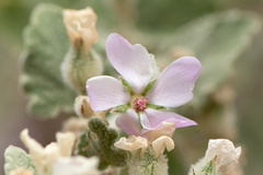 Malacothamnus fremontii