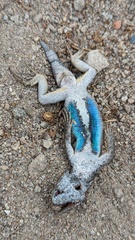 Island Fence Lizard photo 5