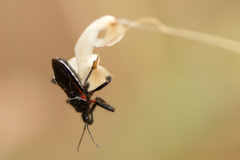 Apiomerus californicus