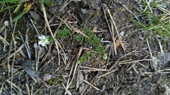 Spergula morisonii