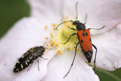 Anastrangalia laetifica