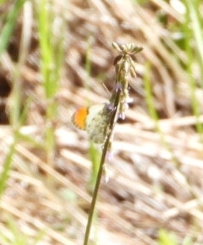 Julia Orangetip photo 6