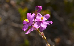 Ixia stricta