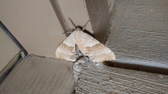 Pachysphinx occidentalis