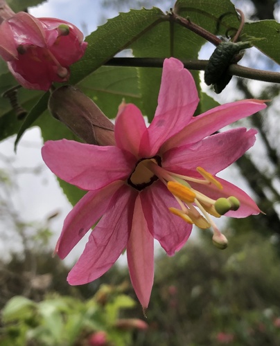 Passiflora luzmarina thumbnail