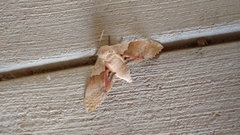 Pachysphinx occidentalis