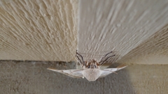 Pachysphinx occidentalis