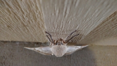 Pachysphinx occidentalis