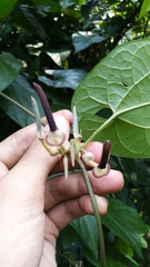 Aristolochia acuminata