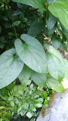 Aristolochia acuminata