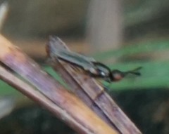 Prochyliza xanthostoma