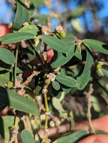 Euphorbia olowaluana observed 2024-06-09