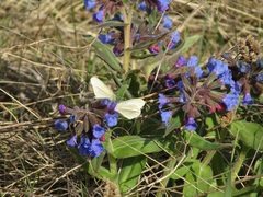 Dismorphiinae