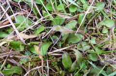 Mazus novaezeelandiae