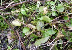 Mazus novaezeelandiae