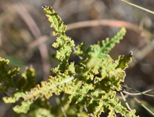 Image of Salvia stenophylla by (c) Justin Ponder, some rights reserved (CC BY)