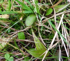 Mazus novaezeelandiae