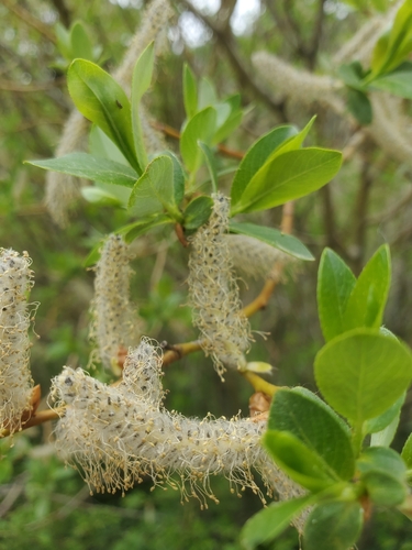 park willow (Salix monticola)