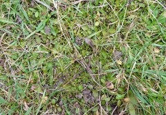 Mazus novaezeelandiae