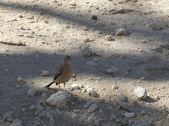 Emberiza impetuani