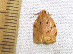 Archips rileyana