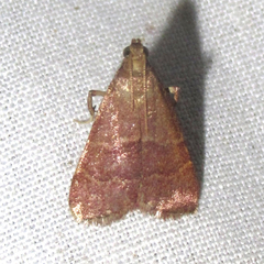 Arta epicoenalis