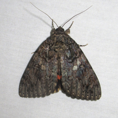 Catocala umbrosa