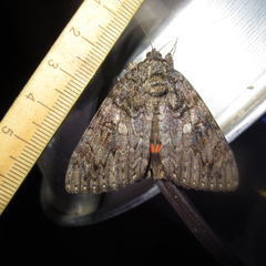 Catocala umbrosa