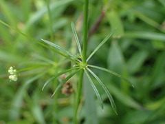 Galium pumilum, photograph (c) Milan Chytrý, some rights reserved (CC BY)