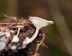 Clitocybe semiocculta