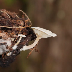 Clitocybe semiocculta