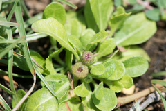 Sphaeromorphaea australis