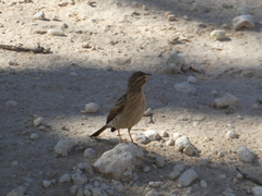 Emberiza impetuani