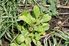 Sphaeromorphaea australis