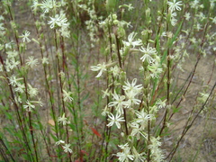 Silene tatarica