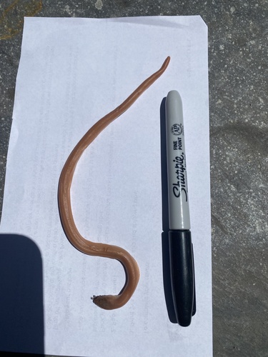 iNaturalist observation photo of Northern Rubber Boa