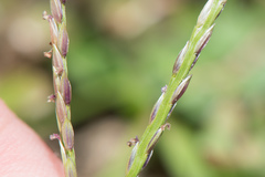 Digitaria sericea
