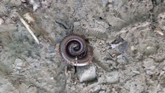 Acanthoiulus fuscipes