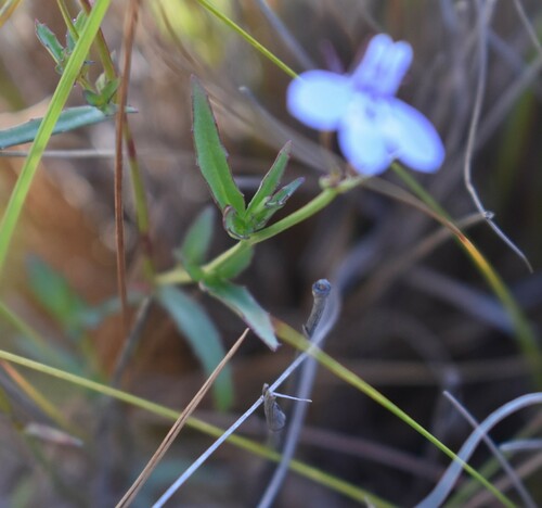 Image of Lobelia flaccida by (c) Justin Ponder, some rights reserved (CC BY)