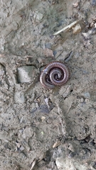 Acanthoiulus fuscipes